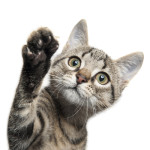 kat
