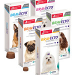 bravecto-chew