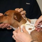 Chippen en registreren pups verplicht!
