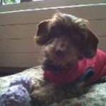 Medical Petshirt