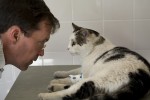 Oktober maand van de oudere kat