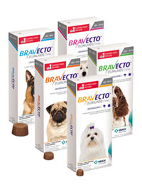 Bravecto voor de hond | Dierenkliniek De Eland