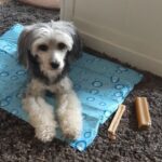 Koelingsmatjes voor dieren