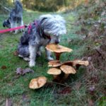 Herfstvruchten en paddenstoelen