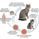 Ontwormen van pups en kittens