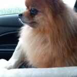 Onze Paraveterinair Mandy verteld:
